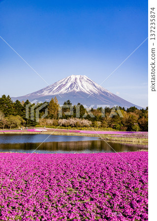 山梨縣富士芝櫻節 芝櫻和富士山 137235874