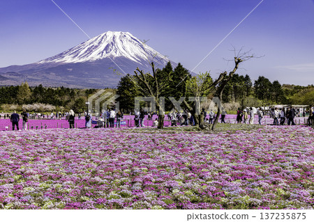山梨縣富士芝櫻節 芝櫻和富士山 137235875