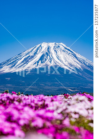 山梨縣富士芝櫻節 芝櫻和富士山 137235877