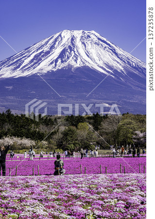 山梨縣富士芝櫻節 芝櫻和富士山 137235878