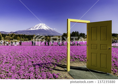 Yamanashi Prefecture Fuji Shibazakura Festival Shibazakura and Mount Fuji Yamanashi Prefecture Fuji Shibazakura Festival Shibazakura and Mount Fuji 137235880