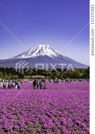 山梨縣富士芝櫻節 芝櫻和富士山 137235881