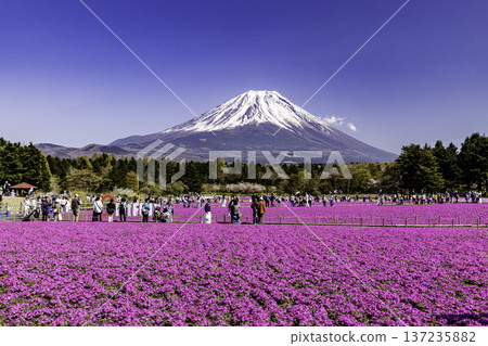 山梨縣富士芝櫻節 芝櫻和富士山 137235882