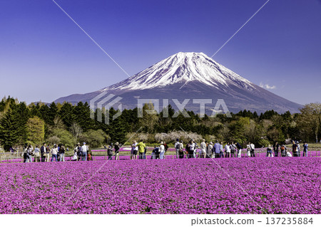山梨縣富士芝櫻節 芝櫻和富士山 137235884