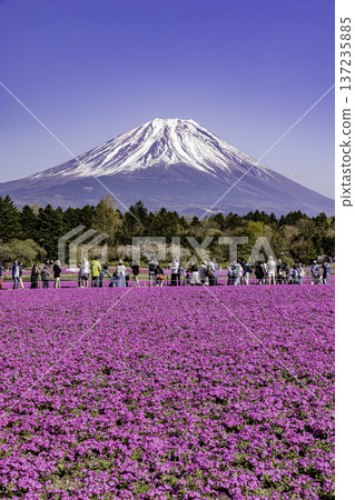 山梨縣富士芝櫻節 芝櫻和富士山 山梨縣富士芝櫻節 芝櫻和富士山 137235885