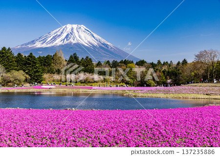 山梨縣富士芝櫻節 芝櫻和富士山 137235886