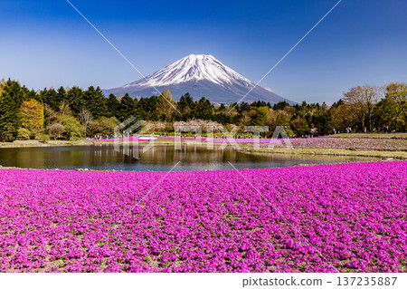 山梨縣富士芝櫻節 芝櫻和富士山 137235887