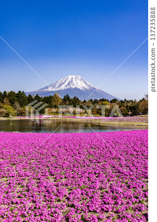 山梨縣富士芝櫻節 芝櫻和富士山 137235888