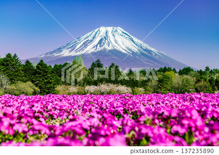 山梨縣富士芝櫻節 芝櫻和富士山 137235890