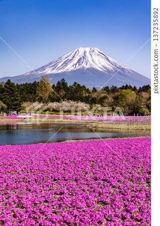 山梨縣富士芝櫻節 芝櫻和富士山 137235892