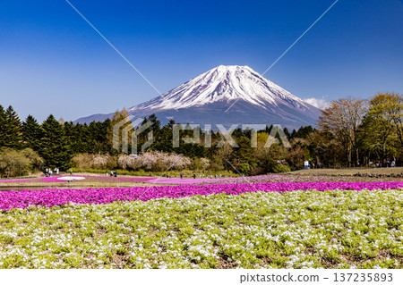 山梨縣富士芝櫻節 芝櫻和富士山 137235893