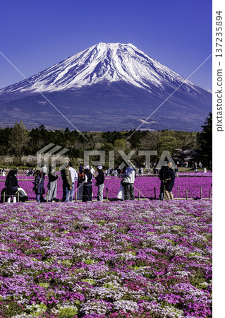 山梨縣富士芝櫻節 芝櫻和富士山 137235894