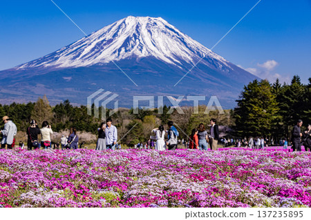 山梨縣富士芝櫻節 芝櫻和富士山 137235895