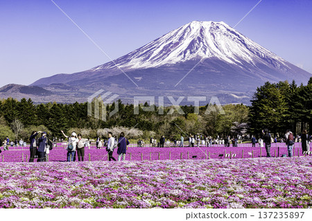 山梨縣富士芝櫻節 芝櫻和富士山 137235897