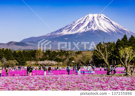 山梨縣富士芝櫻節 芝櫻和富士山 137235898