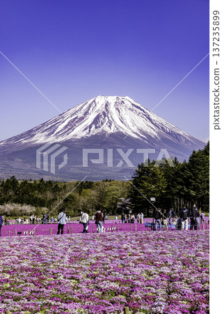 山梨縣富士芝櫻節 芝櫻和富士山 137235899