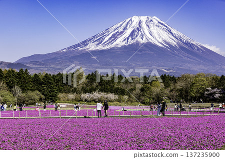 山梨縣富士芝櫻節 芝櫻和富士山 137235900