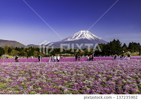 Yamanashi Prefecture Fuji Shibazakura Festival Shibazakura and Mount Fuji 137235902