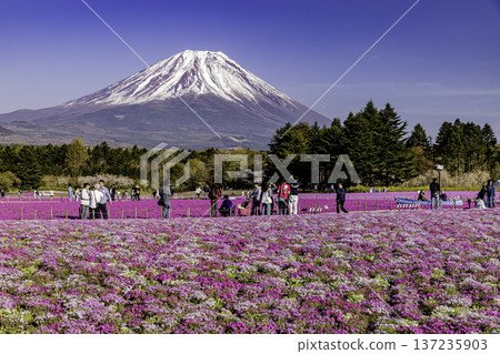 山梨縣富士芝櫻節 芝櫻和富士山 137235903