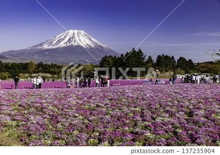 山梨縣富士芝櫻節 芝櫻和富士山 137235904