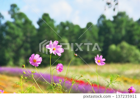 Cosmos flowers 137235911