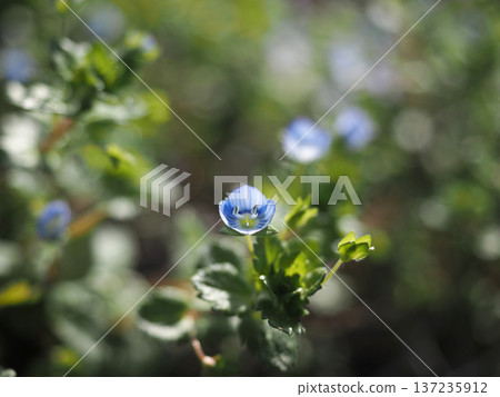 Blue flowers of the common persimmon (starry eyes) bathed in early spring sunlight 137235912