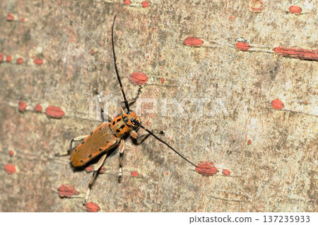 Jujube Kamikiri 137235933