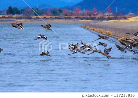 Winter birds flapping their wings over the Watarase Reservoir Winter birds flapping their wings over the Watarase Reservoir 137235936