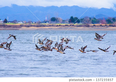 Watarase Retarding Basin in winter: A flock of Wigeon taking off from the water's surface Watarase Retarding Basin in winter: A flock of Wigeon taking off from the water's surface 137235937
