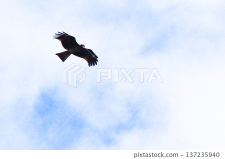 A black kite soars high in the sky above the Watarase Retarding Basin A black kite soars high in the sky above the Watarase Retarding Basin 137235940