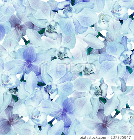 Phalaenopsis flowers. Floral background. Closeup. Nature. Phalaenopsis flowers. Floral background. Closeup. Nature. 137235947