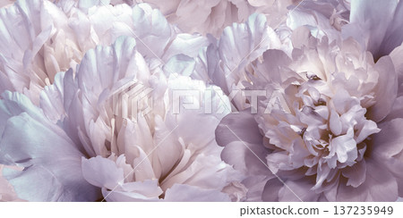 Floral spring background. Peonies flowers and petals flowers. Close-up. Greeting card. Nature. Floral spring background. Peonies flowers and petals flowers. Close-up. Greeting card. Nature. 137235949