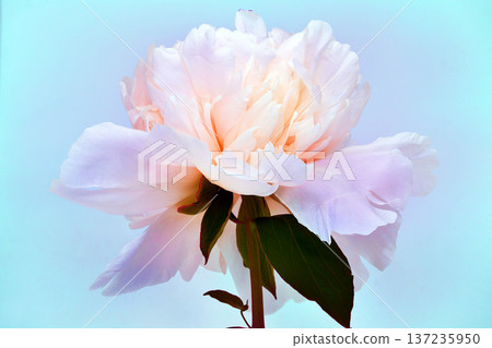 Pink peony flower on blue background Closeup. Nature. Pink peony flower on blue background Closeup. Nature. 137235950