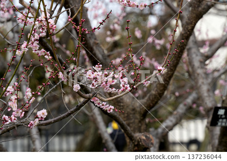 Red Mae Kochi 137236044