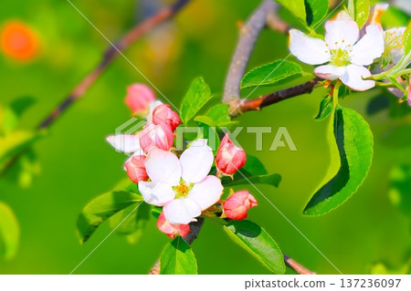 Beautiful blooming apple blossoms 137236097