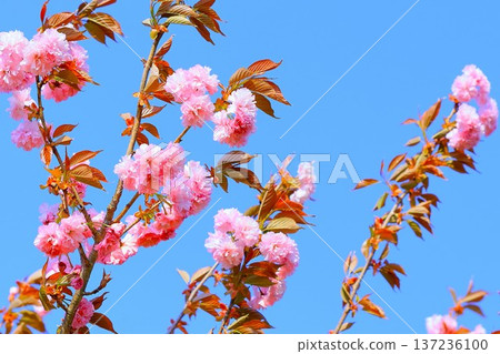 粉紅色的重瓣櫻花在湛藍的天空下閃閃發光 137236100