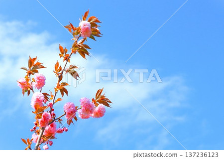 A refreshing blue sky and pink double cherry blossoms 137236123