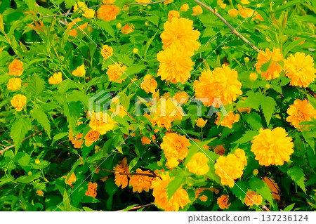 Yamabuki flowers in full bloom signal the arrival of spring 137236124