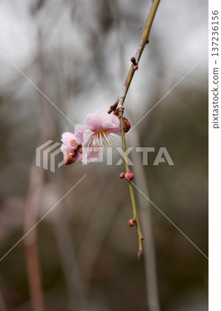 紅色李子紫藤牡丹 137236156