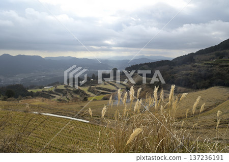 Late winter in a rural village. Sunlight pours through the clouds and the terraced rice fields and withered silver grass. Late winter in a rural village. Sunlight pours through the clouds and the terraced rice fields and withered silver grass. 137236191