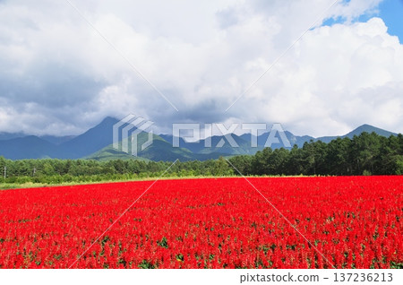 Salvia flower garden 137236213