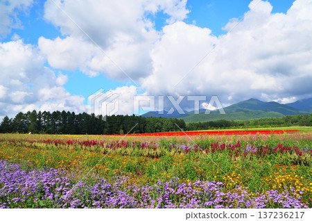 Salvia flower garden Salvia flower garden 137236217