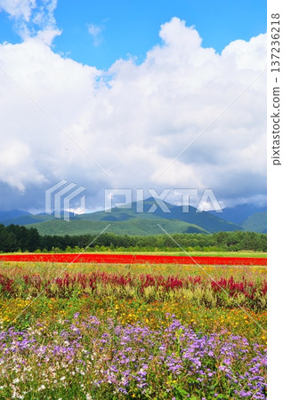 Salvia花園 Salvia花園 137236218