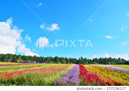 Salvia flower garden Salvia flower garden 137236227