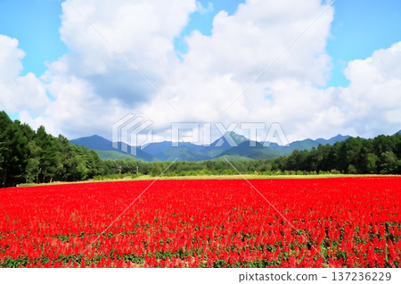 Salvia flower garden Salvia flower garden 137236229