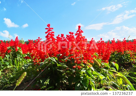 Salvia flower garden Salvia flower garden 137236237