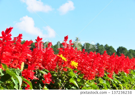 Salvia flower garden 137236238