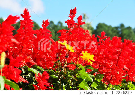 Salvia花園 Salvia花園 137236239