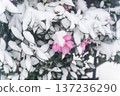 Camellia flowers blooming in the snow② 137236290
