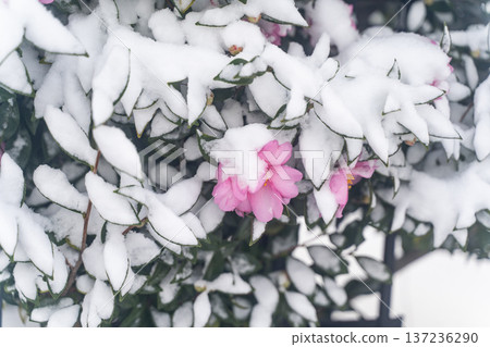 雪中盛開的山茶花② 雪中盛開的山茶花② 137236290